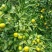 【特早蜜橘】果园现摘直发品质保障货源充足皮薄多汁