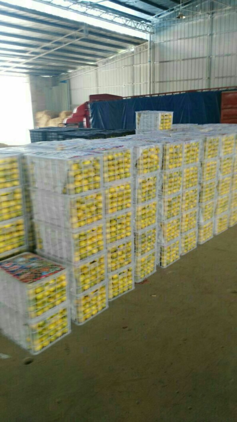 【特早蜜橘】果园现摘直发品质保障货源充足皮薄多汁