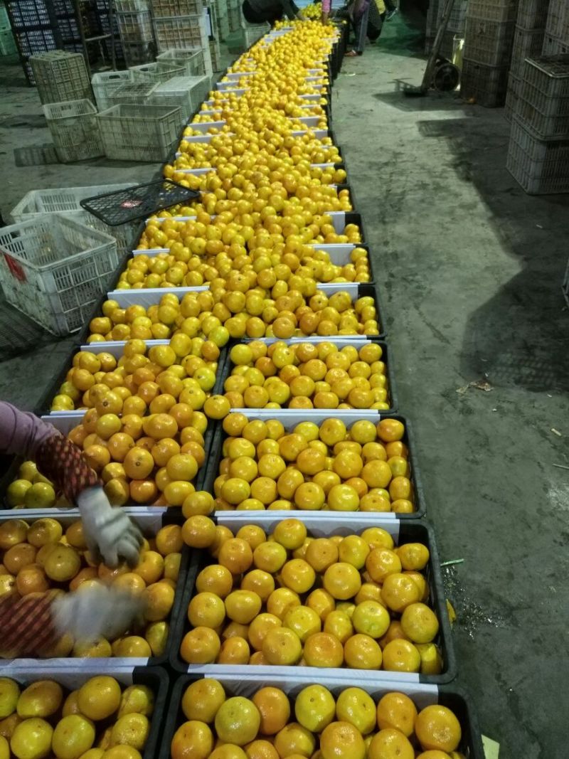 【特早蜜橘】果园现摘直发品质保障货源充足皮薄多汁