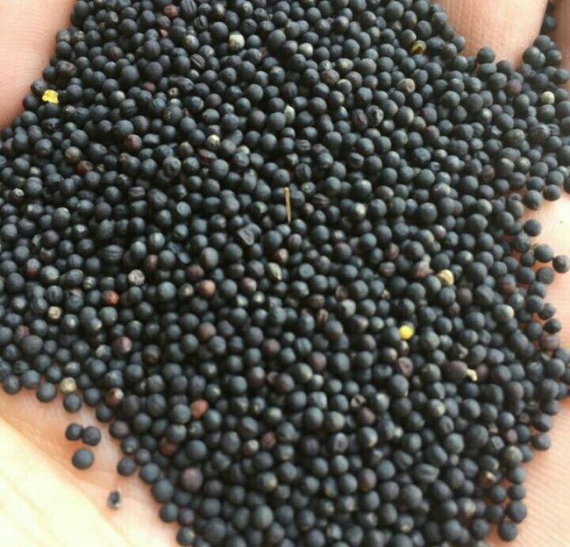 油菜籽1