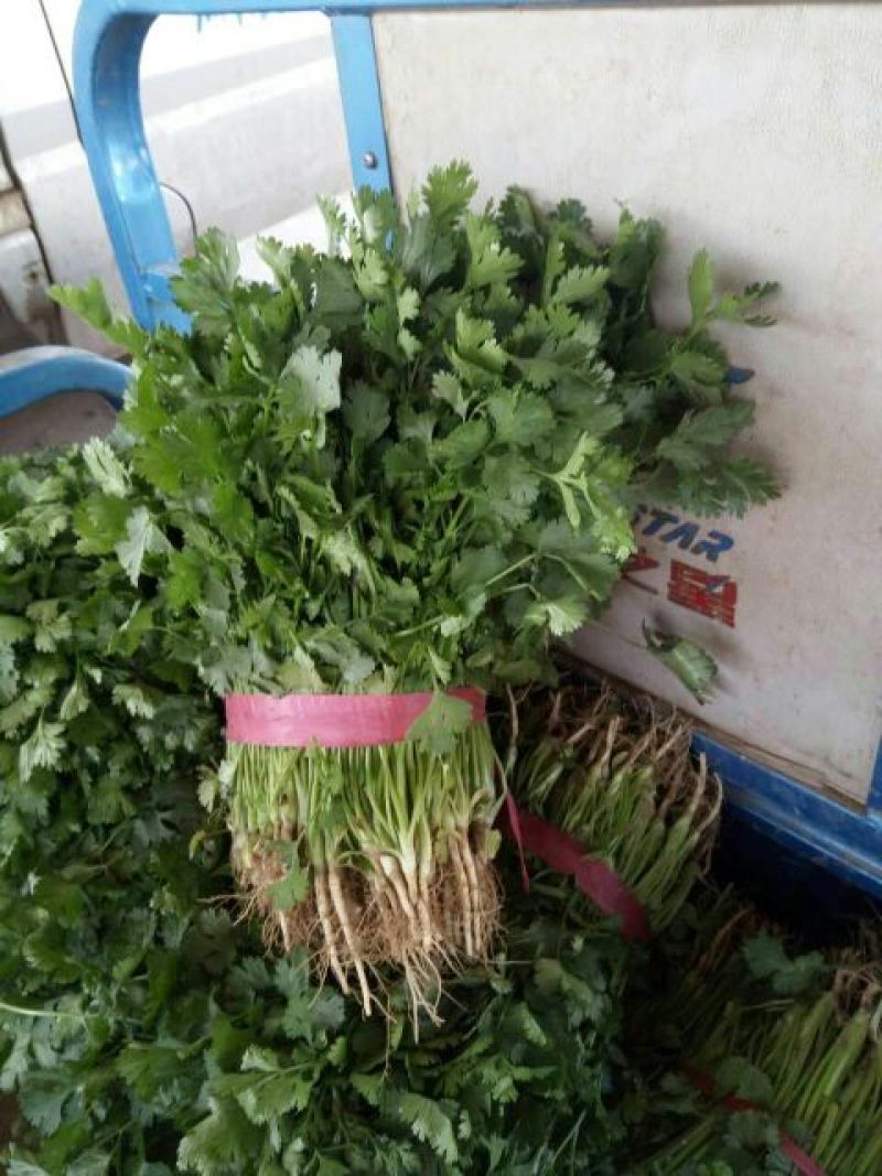 河南省安阳市滑县，精品香菜上市，欢迎超市，市场，电商平台