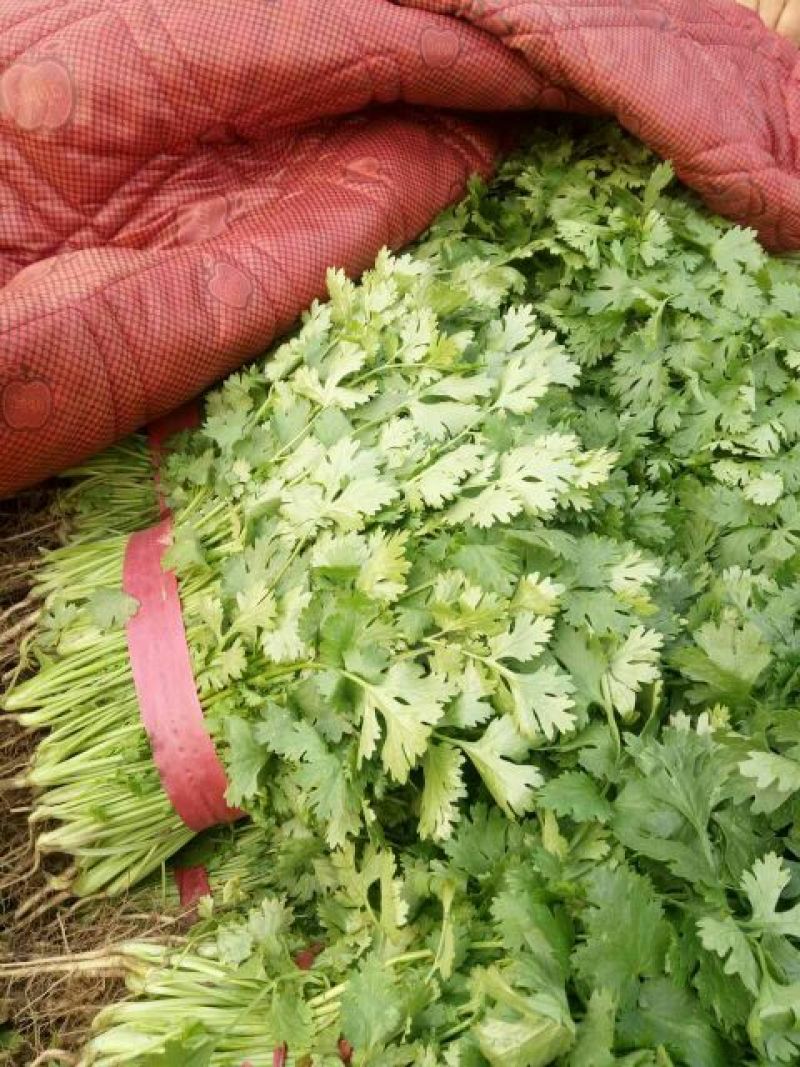 河南省安阳市滑县，精品香菜上市，欢迎超市，市场，电商平台