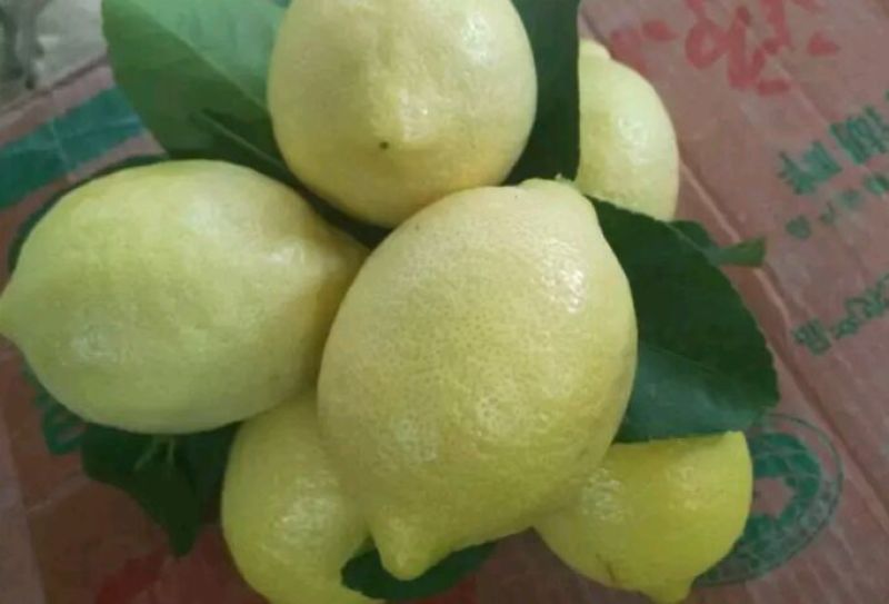 香水柠檬2~2.6两