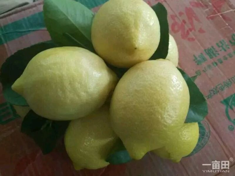 香水柠檬2~2.6两