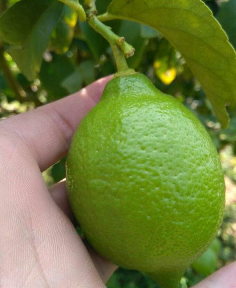香水柠檬2~2.6两