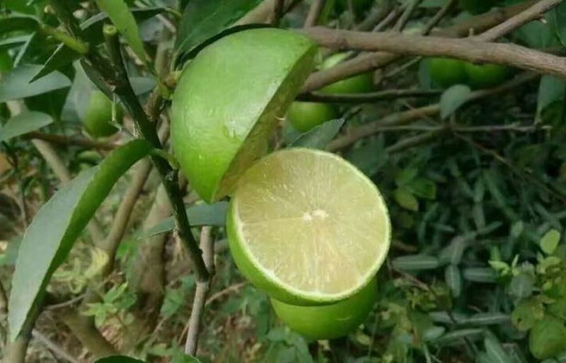 香水柠檬2~2.6两
