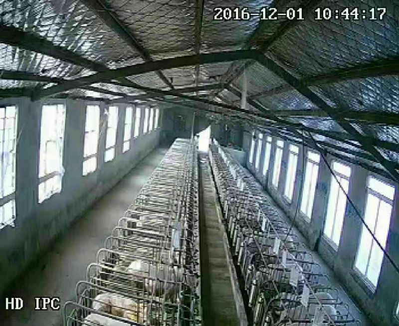 三元仔猪三元仔猪货到付款伤亡包退