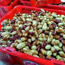 马牙枣鲜枣特级天津产地代办，万亩果园，量大便宜