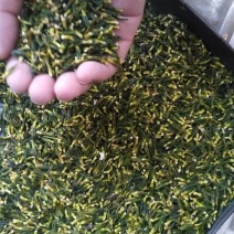 药用莲子心