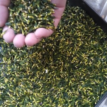 药用莲子心