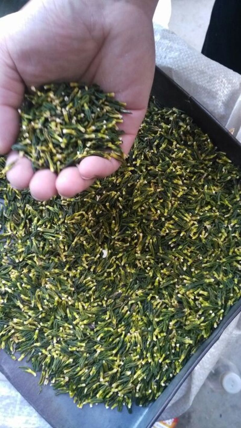 药用莲子心