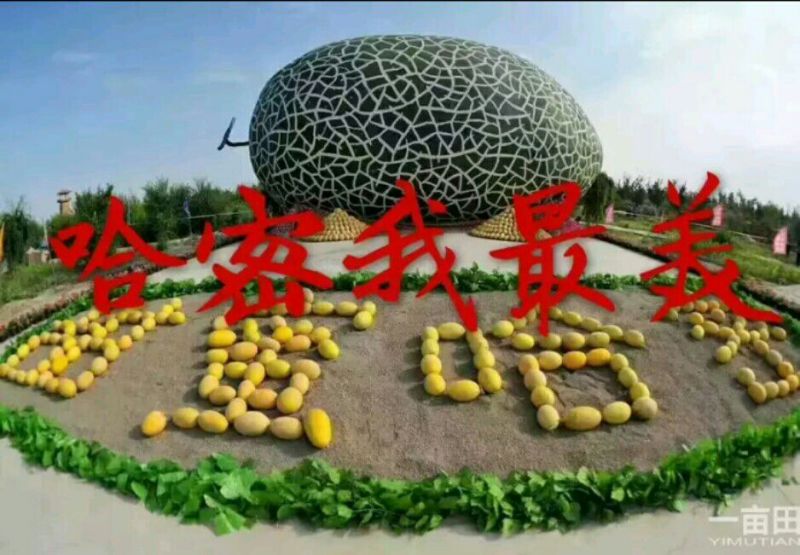 哈密瓜5斤以上长圆形