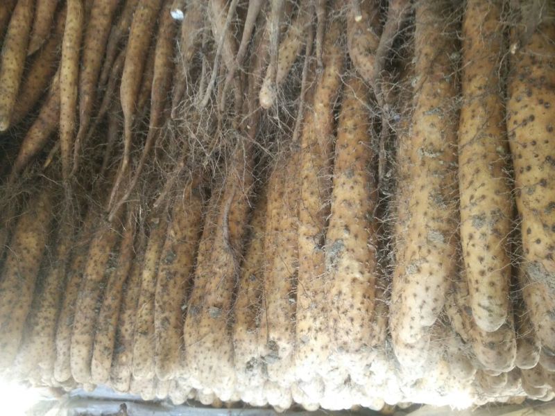 白玉山药3-5厘米通货30~35厘米