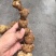黄精
