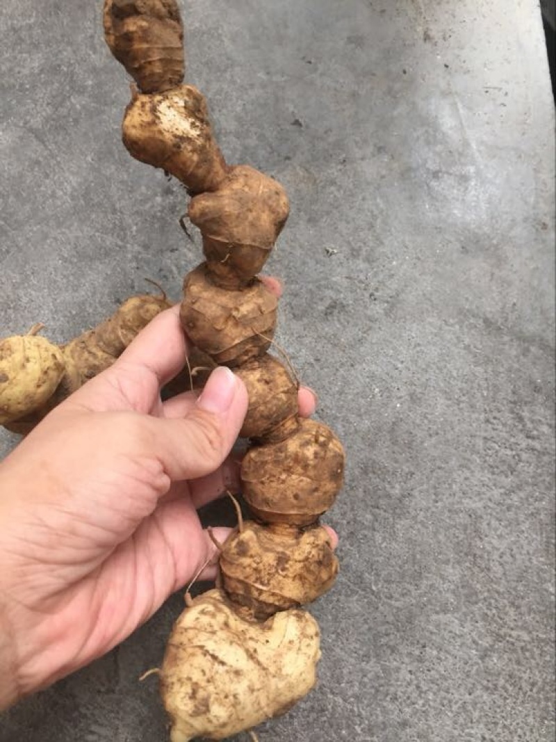 黄精