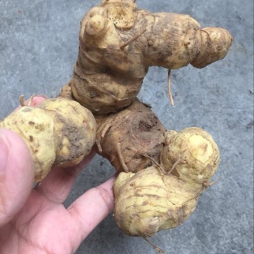 黄精