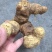 黄精