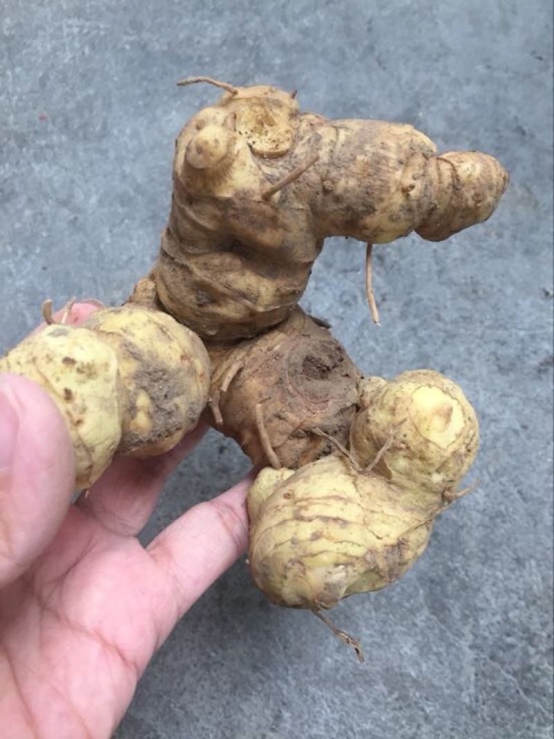 黄精