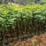 桂花树2cm以下0.5米以下1米以下