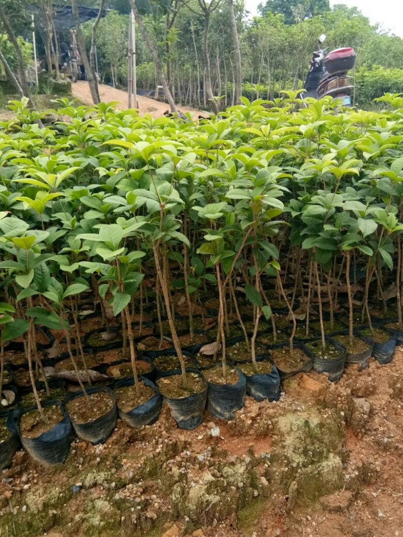 桂花树2cm以下0.5米以下1米以下