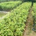 桂花树2cm以下0.5米以下1米以下