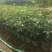 桂花树2cm以下0.5米以下1米以下