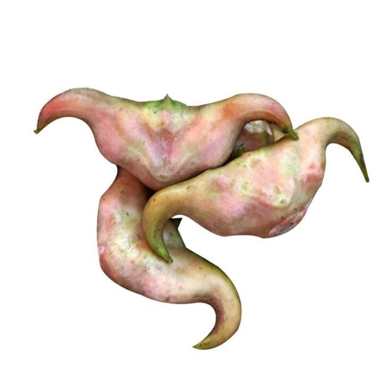 菱角米散装