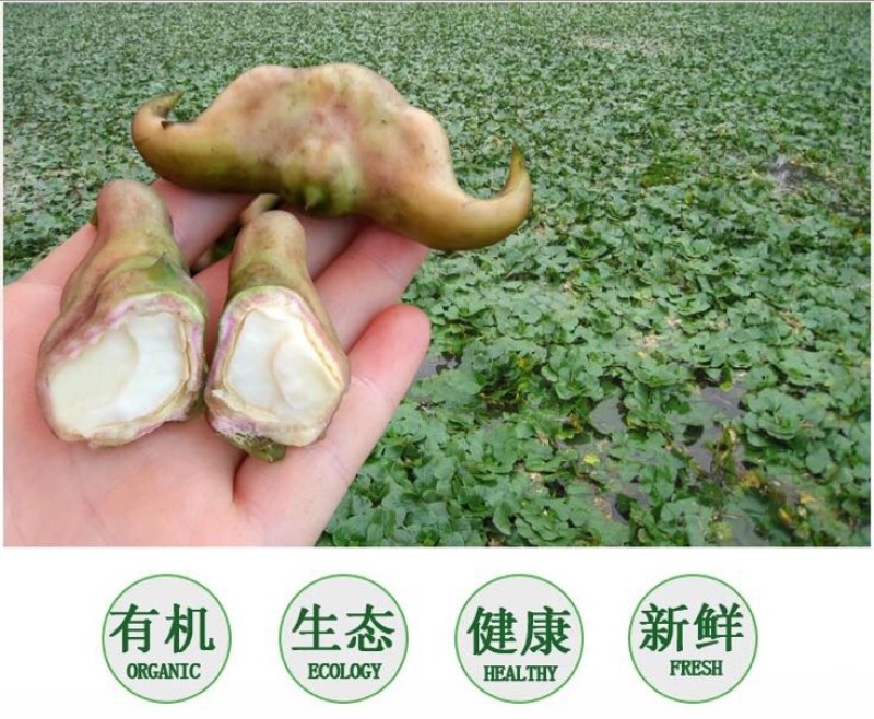 菱角米散装