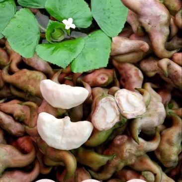 菱角米散装