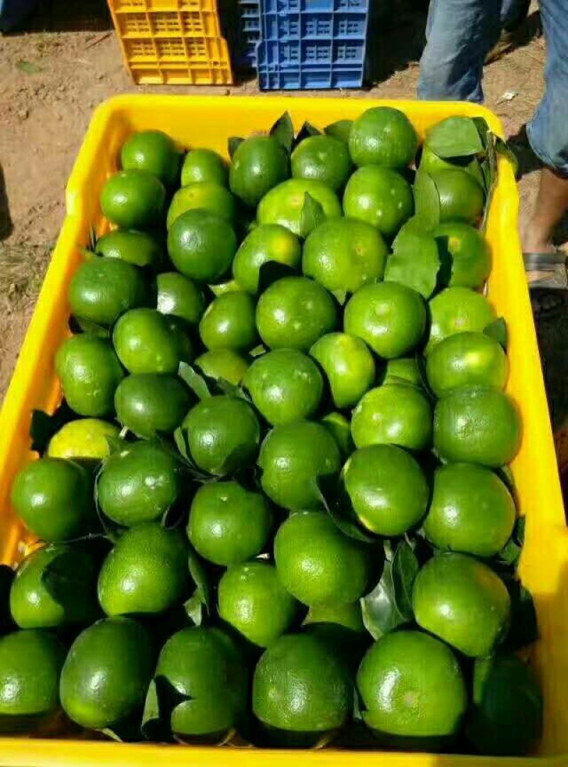 特早蜜橘6~6.5cm