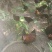 童子鸡2斤以上