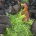 童子鸡2斤以上