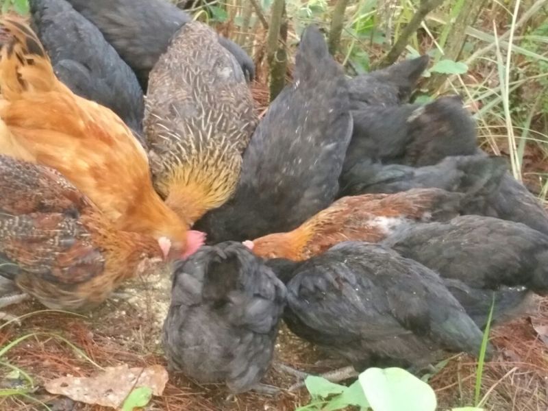 童子鸡2斤以上