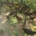 童子鸡2斤以上