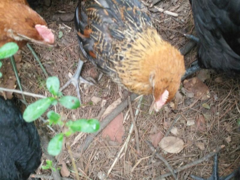 童子鸡2斤以上
