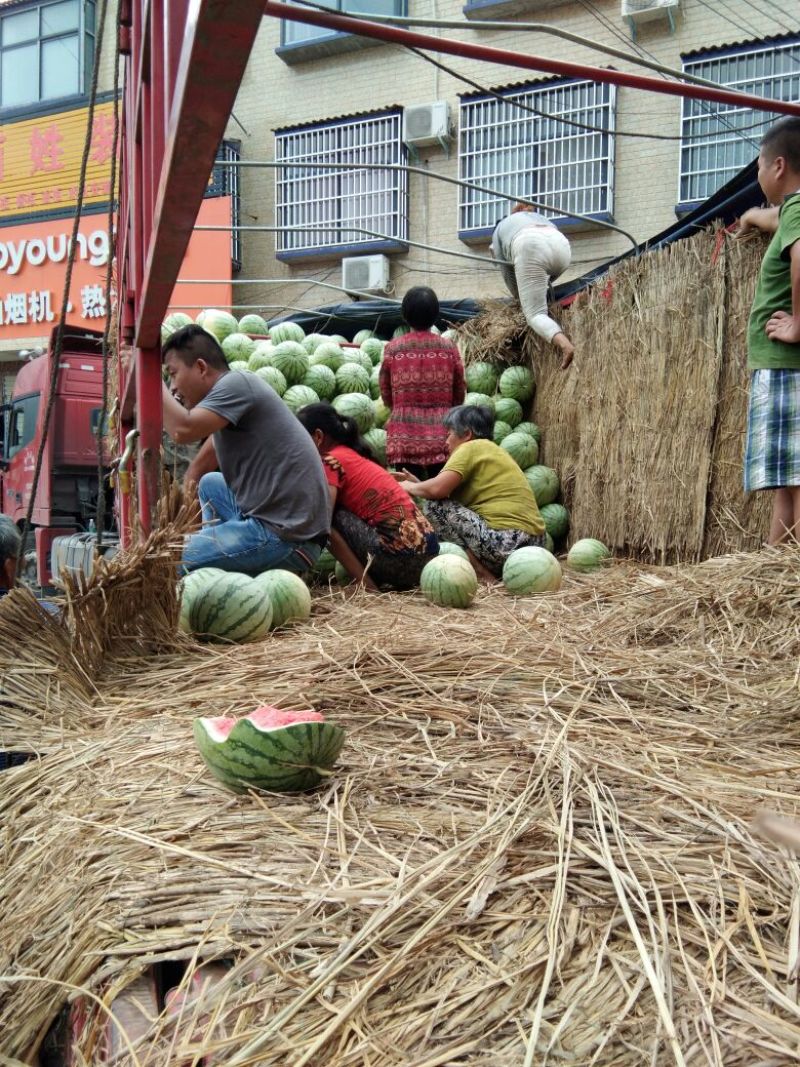 周口市太康县，产地直销花皮无籽西瓜8斤打底9成熟