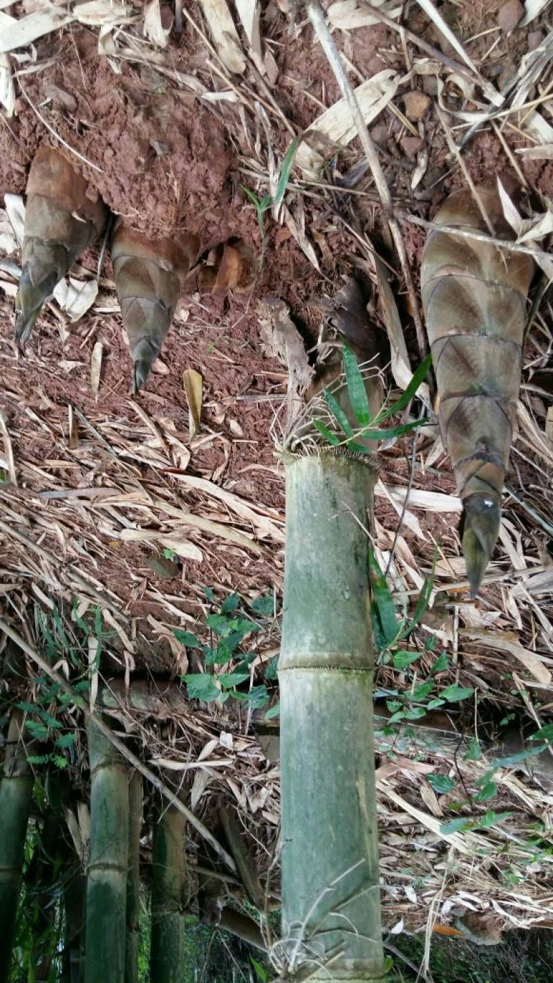 碧玉甜笋20~25cm