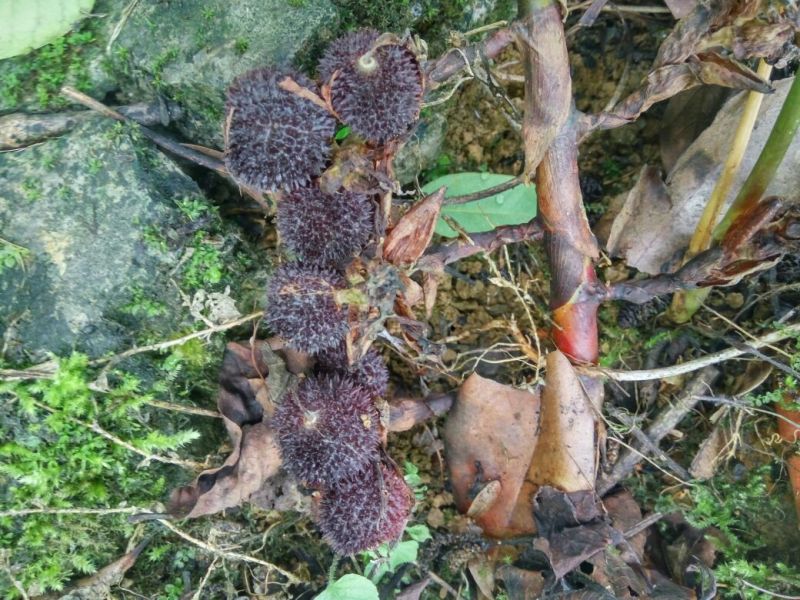 砂仁苗