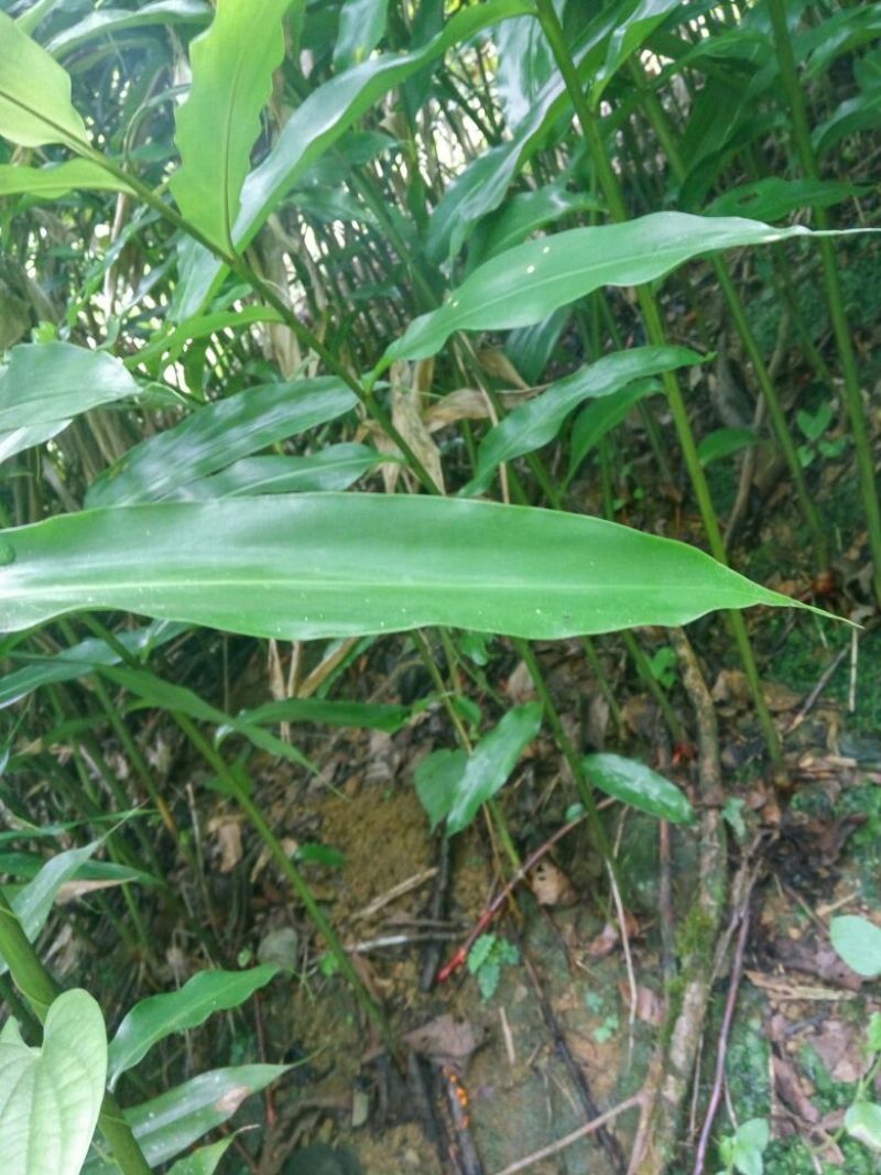 砂仁苗