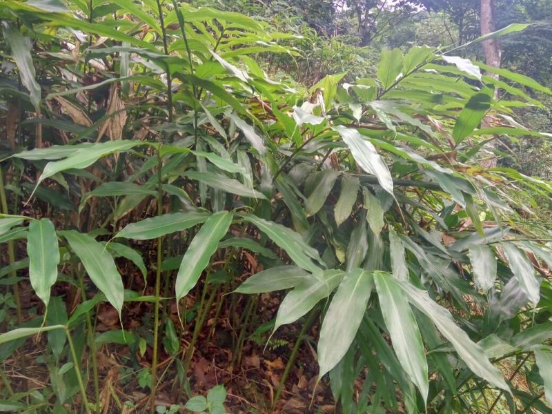 砂仁苗