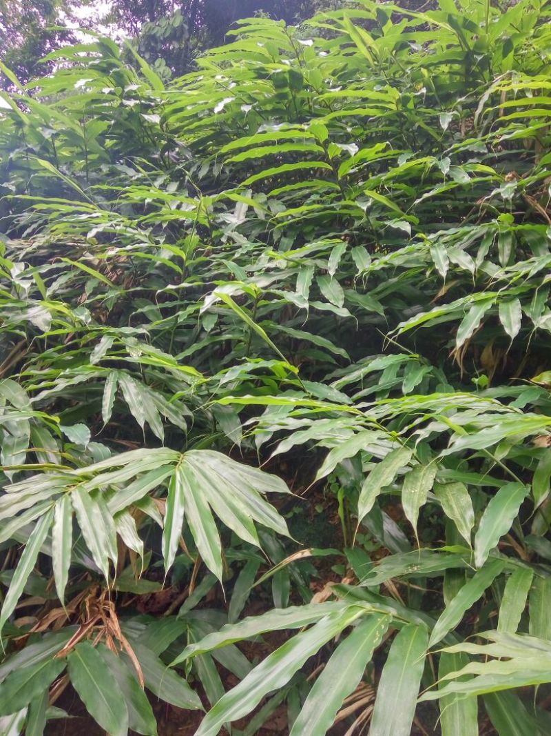 砂仁苗