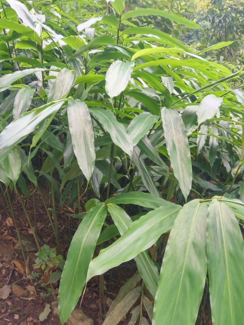砂仁苗