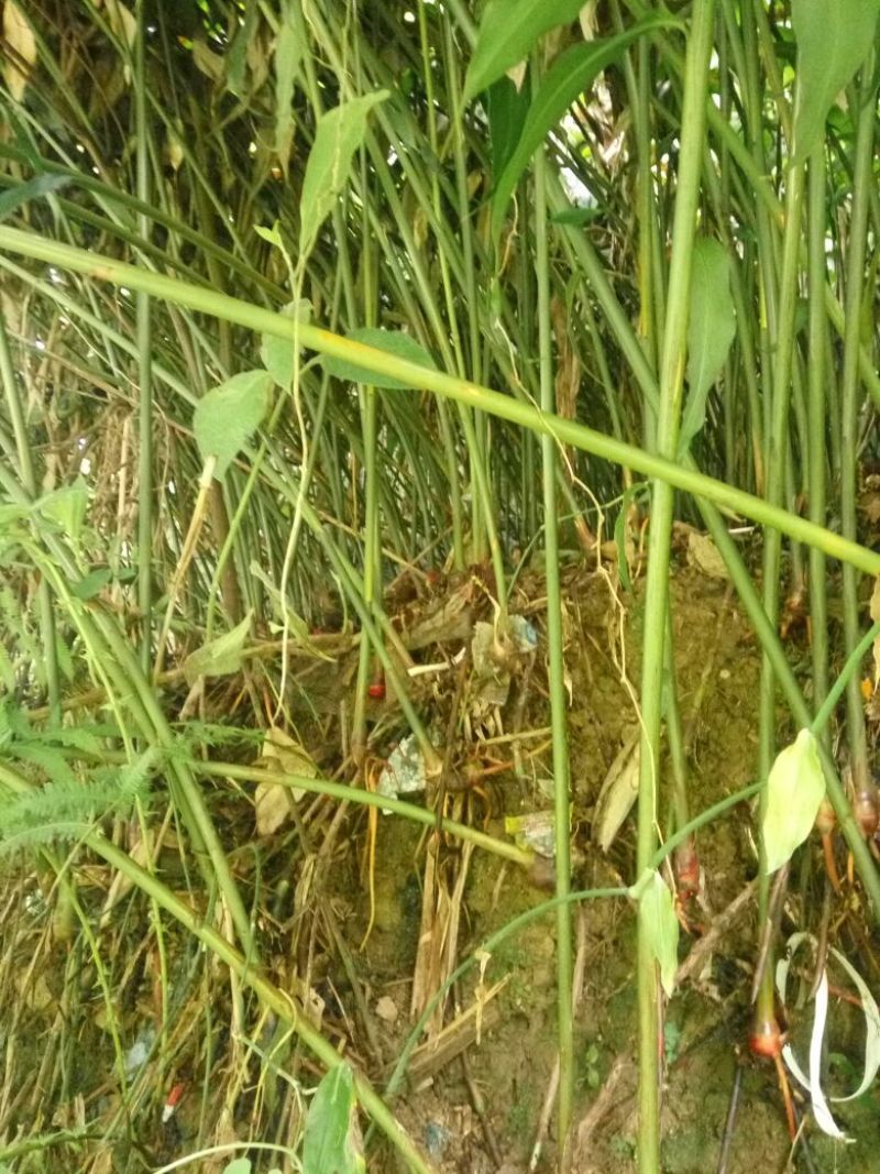 砂仁苗