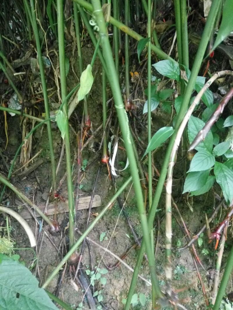 砂仁苗