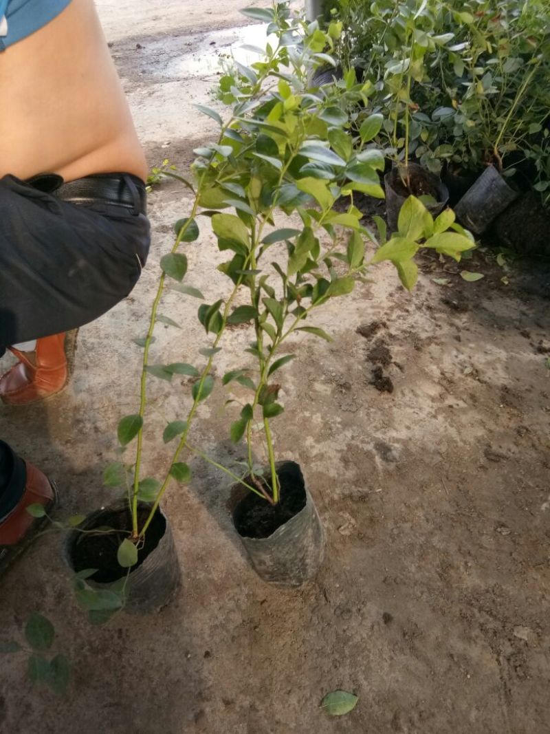 蓝莓苗脱毒组培蓝莓苗基地直销品种多样当年结果技术全面