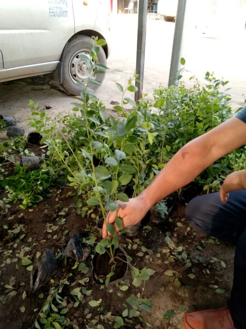 蓝莓苗脱毒组培蓝莓苗基地直销品种多样当年结果技术全面