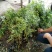 蓝莓苗脱毒组培蓝莓苗基地直销品种多样当年结果技术全面