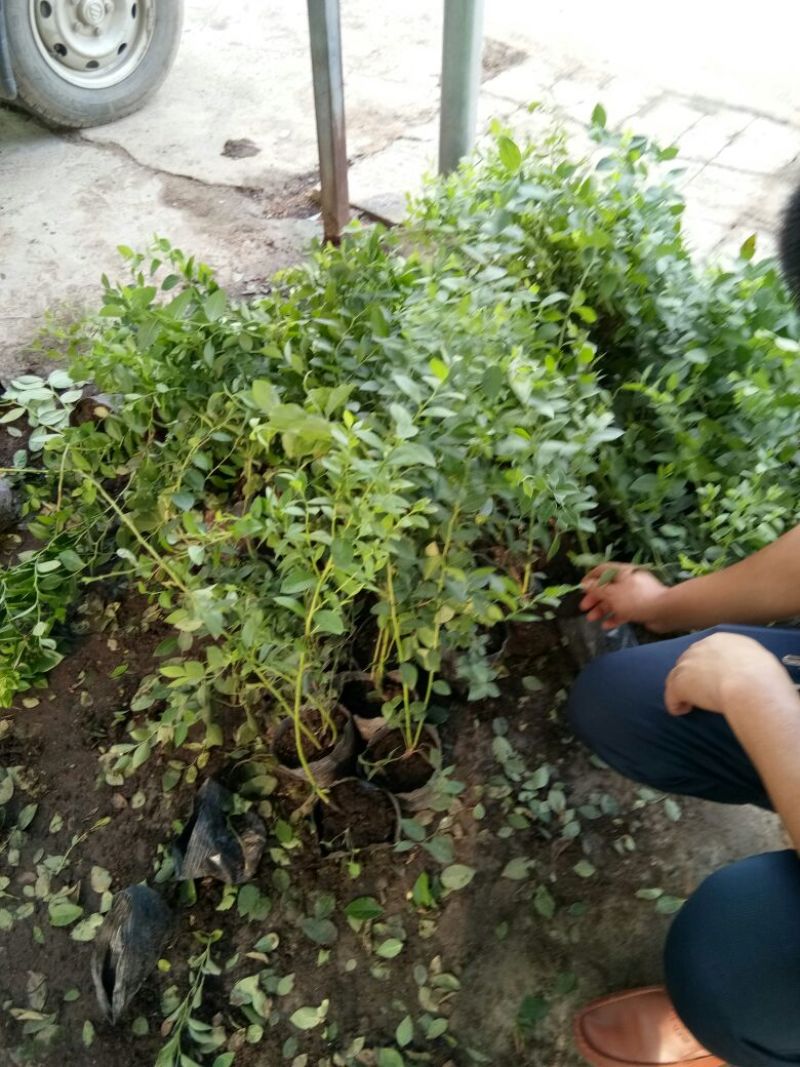 蓝莓苗脱毒组培蓝莓苗基地直销品种多样当年结果技术全面