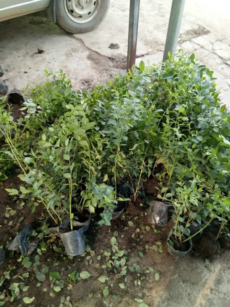 蓝莓苗脱毒组培蓝莓苗基地直销品种多样当年结果技术全面