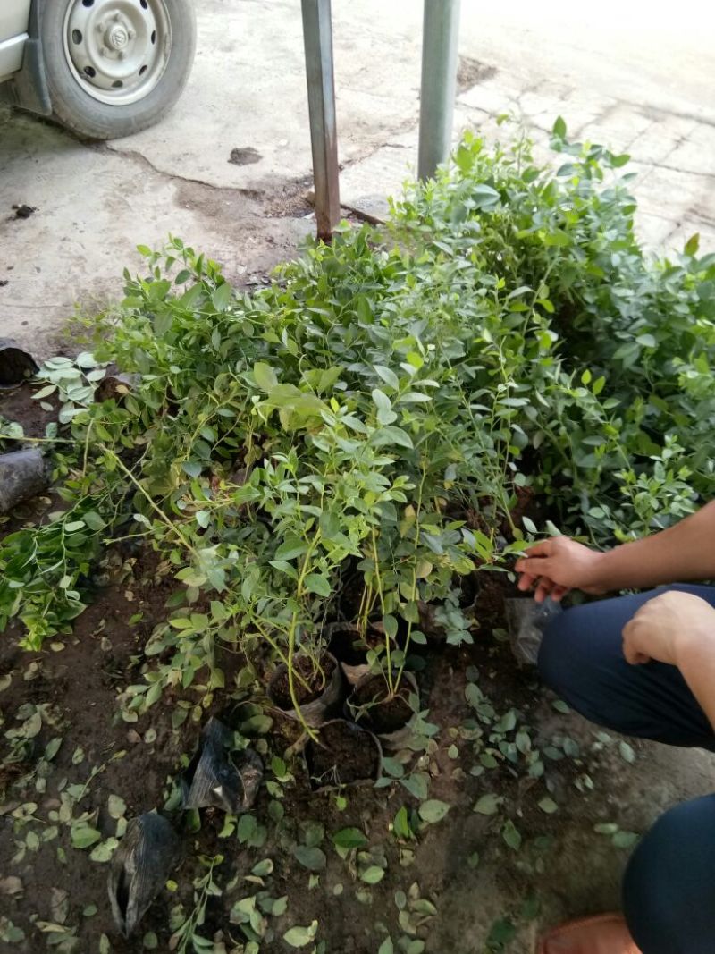 蓝莓苗脱毒组培蓝莓苗基地直销品种多样当年结果技术全面